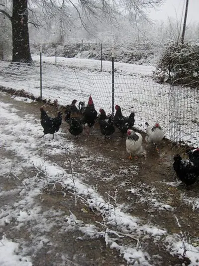 Frozen chicken