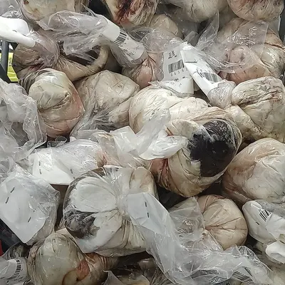 Normal White Garlic From Jinxiang
