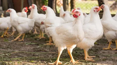 Growth Promoting Feed Additive For Poultry Birds