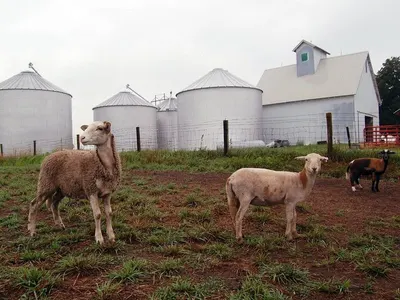 Boer - boer crossbred - feral -goats