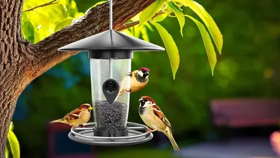 Animal feeder