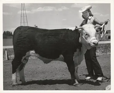 Cow Art. Nappa