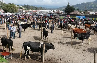 Goma Guar