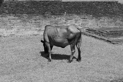 Hand bull fighting