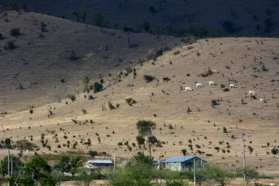 South African Farm