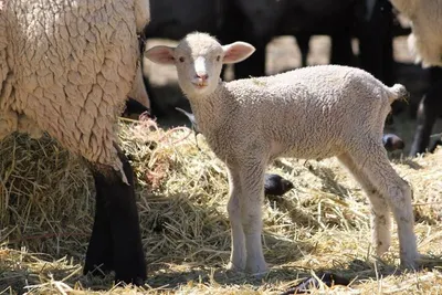 Sheep Infant Formula