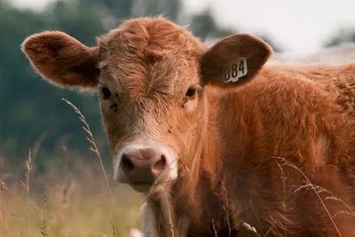 Cow wrinkle by Tusharika Consultancy, India