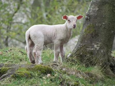 Organic Halal Lamb