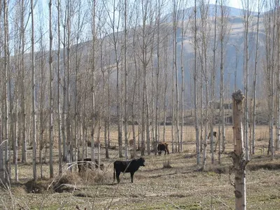 Field Fence Cattle Fence