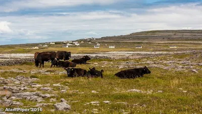 Cattle