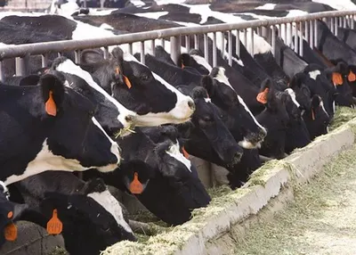 Livestock: Holstein und Simmental Heifers
