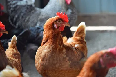 Chicken Russia