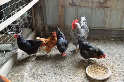 Chicken, Beef and pork Meat