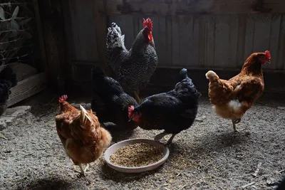 Poultry Meal