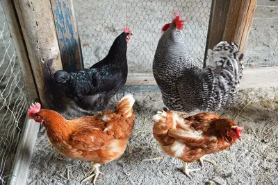 Chicken Cage