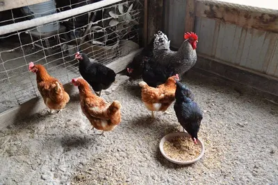 Dressed Chicken