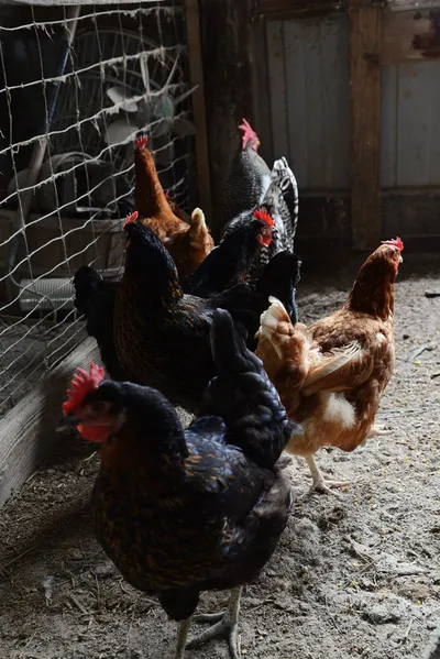 Chicken Feed