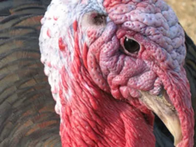 Gobbler - Walk Along by Cosmic Healers Pvt. Ltd.