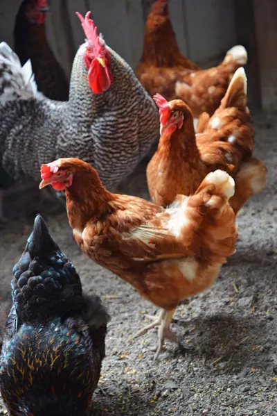 Supplier of Frozen Chicken by BRF Global - Southeast Asia / Pacific Sales Team