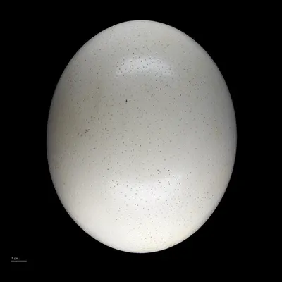 Pearl nucleus