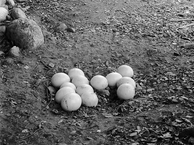 Mothballs