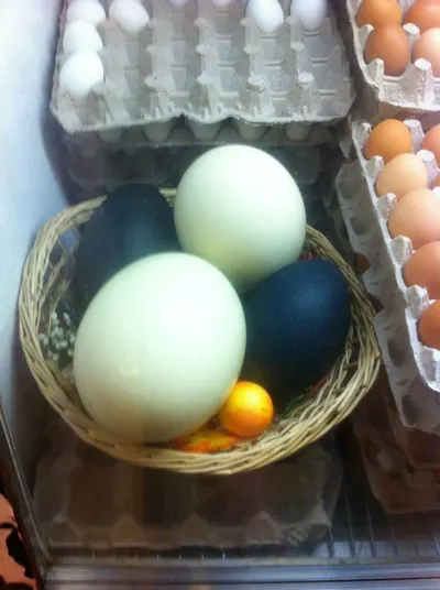 Plastic Quail Egg Tray