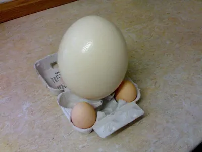 Egg Boiler