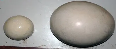 EGGcellent EGGstender