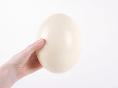 White egg by Priya Exports