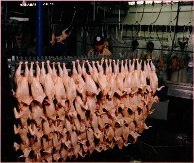 Complete poultry slaughtering line