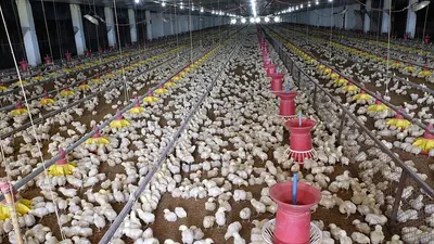 Broiler Chicken Cage And Broiler Cage