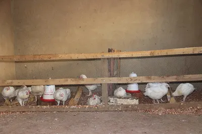 Plasson broiler drinker