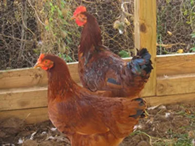 Broiler Chicken Finisher Feed