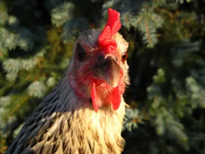 Paddy husker