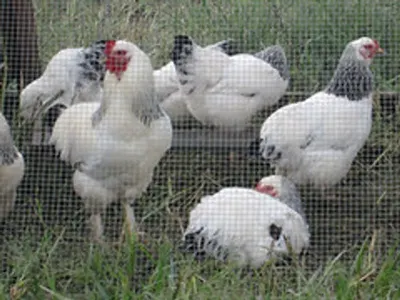 Chicken Cage