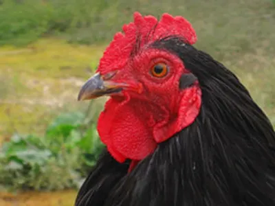 Pure Ayam Cemani Black Chicken by Soupin Jean Stephane