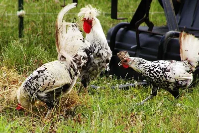 Factory outlets automatic mini farm poultry anim