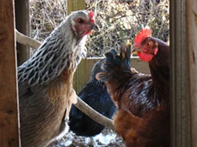 Poultry by VVR FAARMS