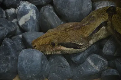 Saprus Auratus