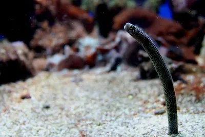 Lizard Fish