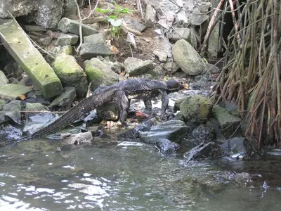 Spring water
