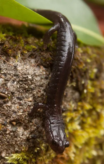 Eel - Anguilla Pacifica/Bicolor by Cof Aquaculture