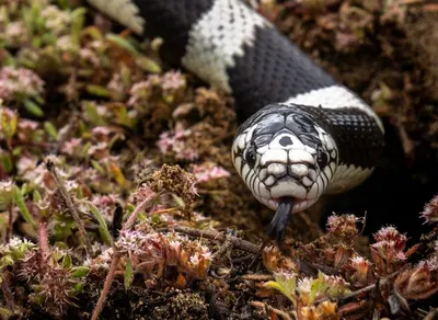Snake Repellent