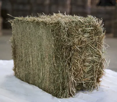 Alfalfa Hay