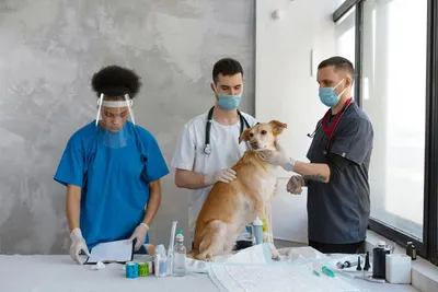Dog Asseciress by Rizwan Ahmad