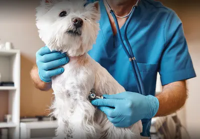 Pet ID Identity