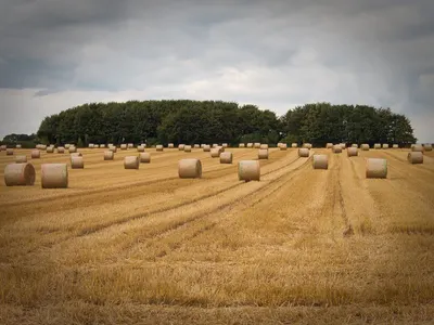 Cubes Bales Of Wheat Hay