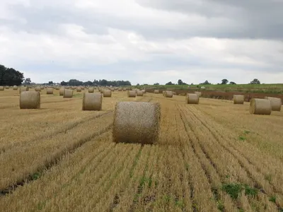 Stock dorset