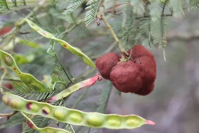 Myrmephytum Arfakianum  (Caminiferum) Plant