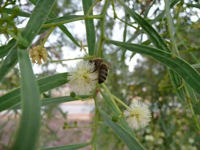 Bee on New Zealand Manuka Flower
